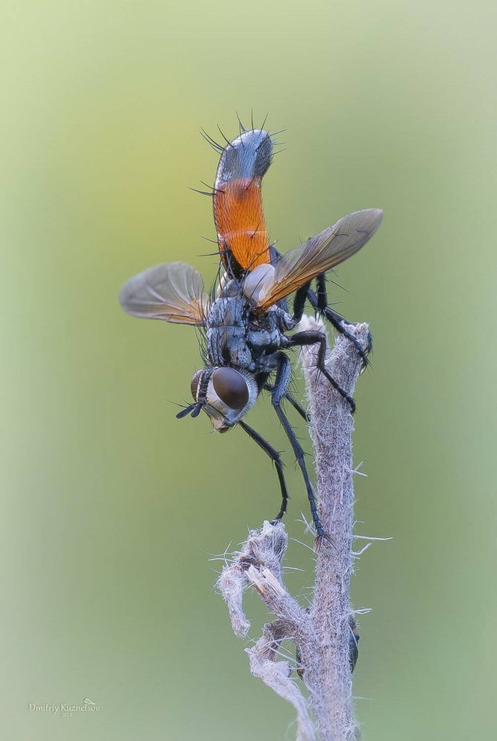 , Кузнецов Дмитрий