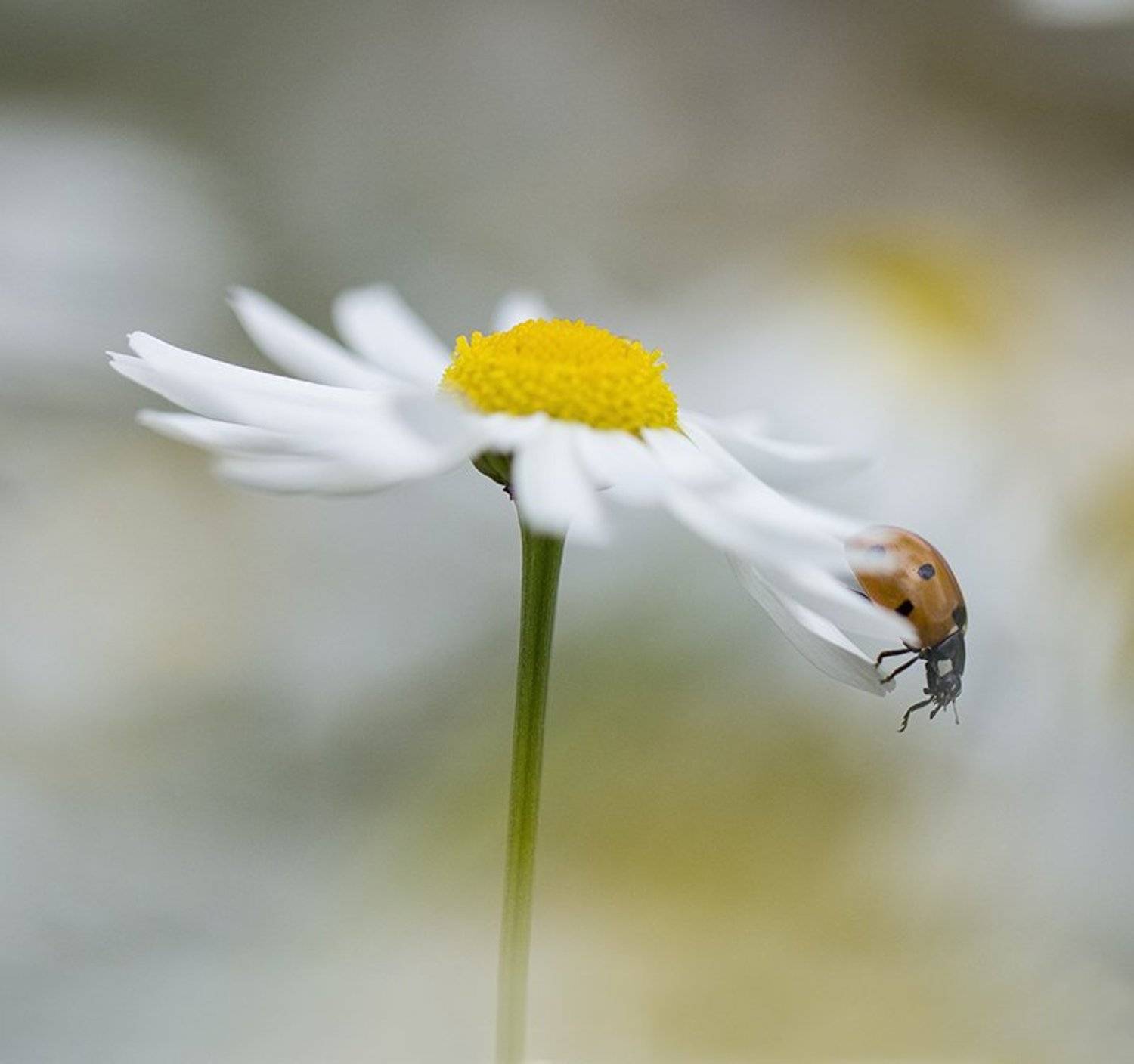 , Иваненко Светлана