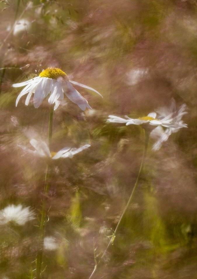 , Иваненко Светлана