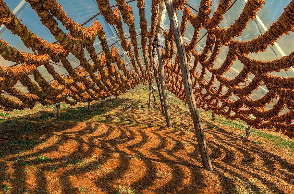 , Васил Анастасовски