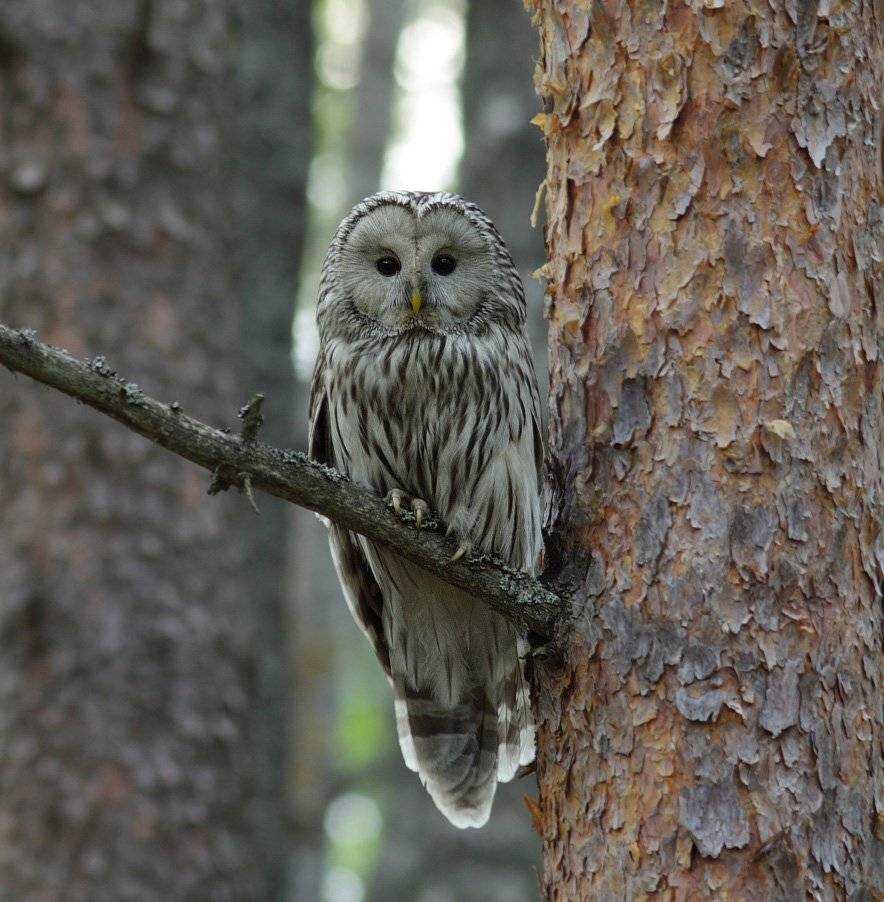 , Юрий Андреев