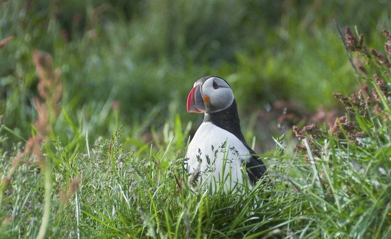 *** фото превью