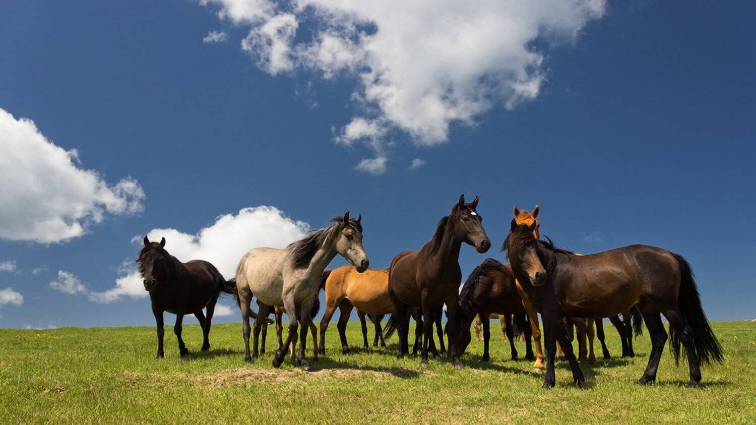 , Ирина Костова