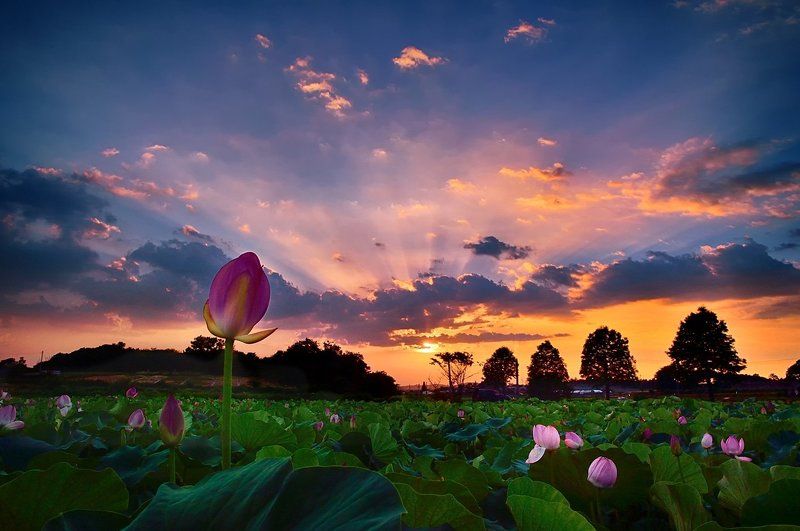 Get stained in the sunset фото превью