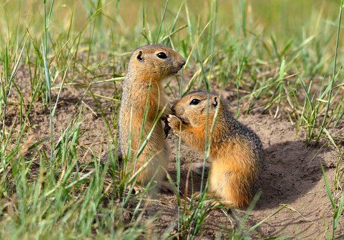 Целую Ваши... лапки