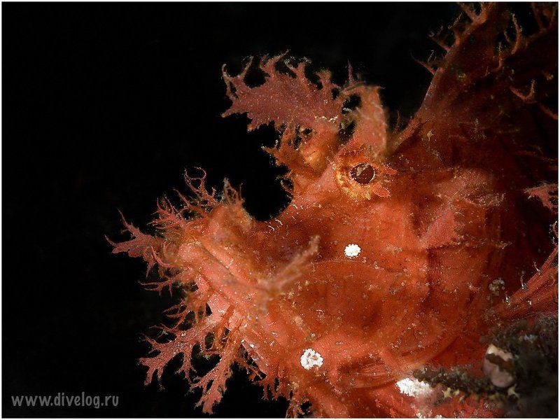 Rino фото превью