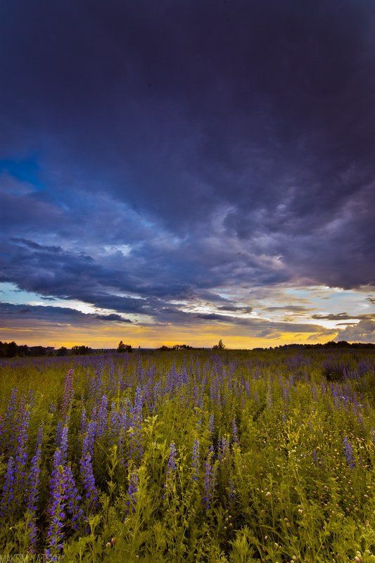 Clouds, Clouds decline flowers landscape, Decline, Flowers, Landscape, Sky, Прокопьевск Вечернее небо. фото превью