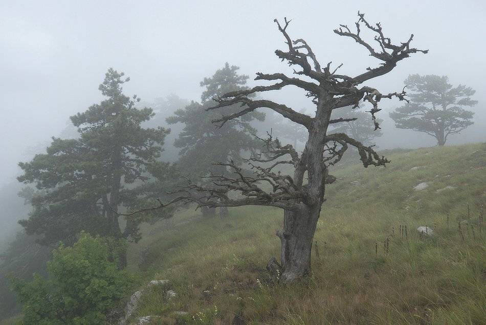 , Саша  Вайсберг / Waldschnepfe /