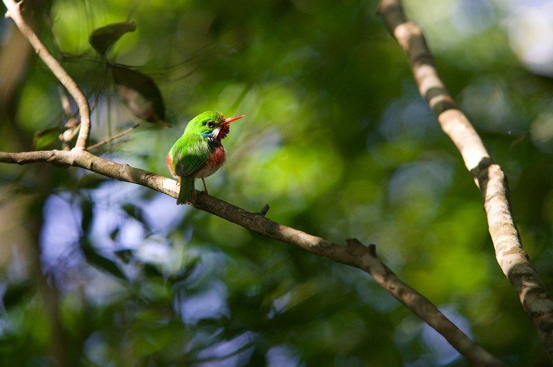 куба, заповедник, национальный парк, cienaga de zapata, птицы Птички сапатских болот фото превью