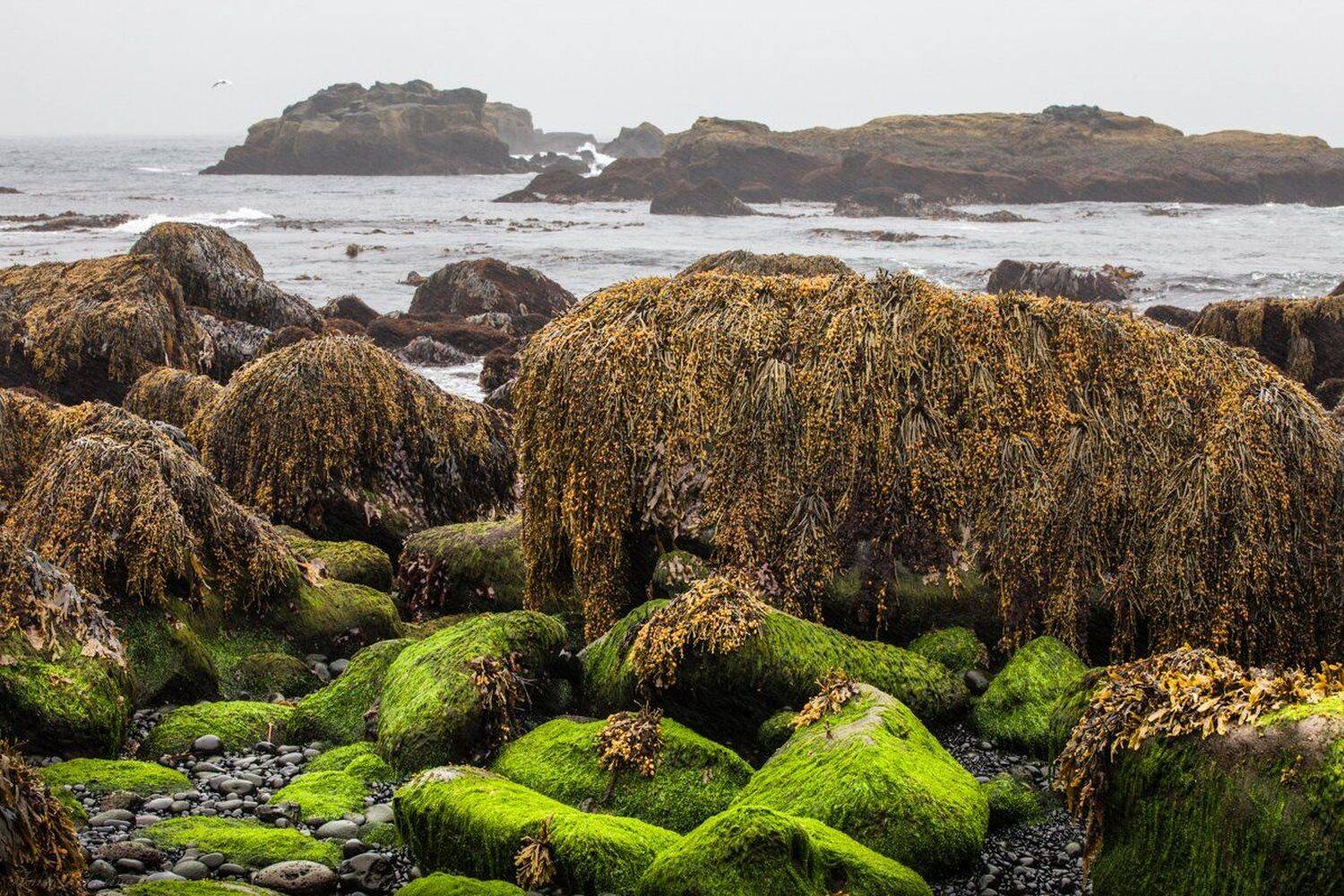 , Анна Пакутина