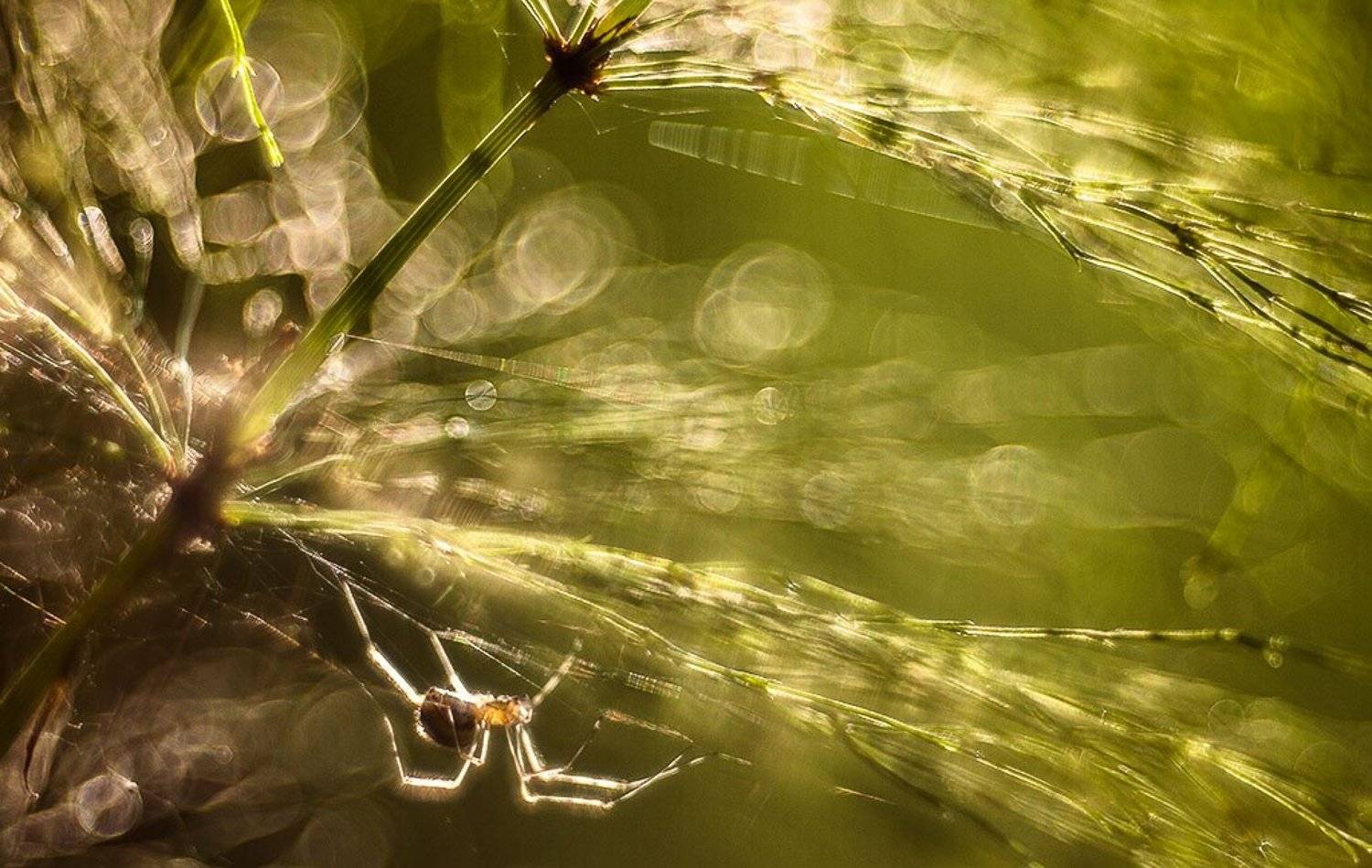 паук, блики, Юлия Втюрина