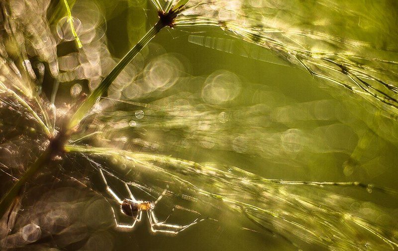 паук, блики про паучка в солнечный вечер фото превью