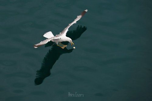 In flight