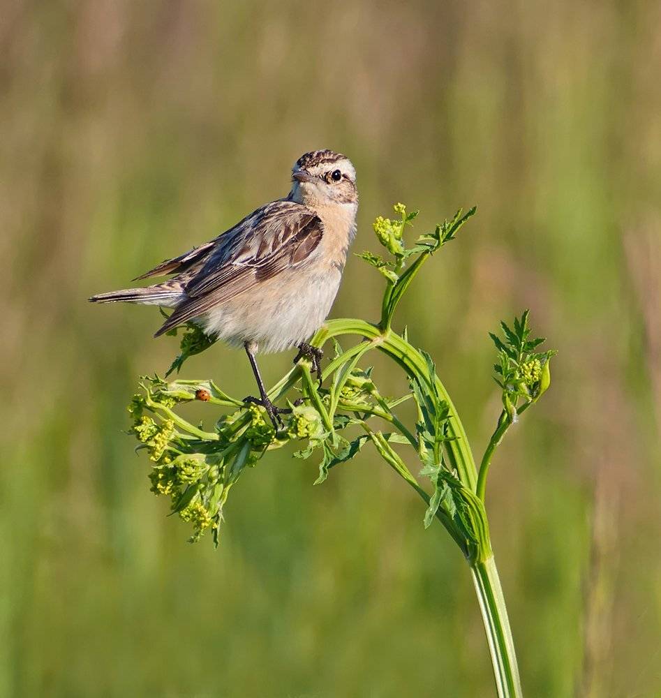 чекан, чекан луговой, Alexey Gnilenkov
