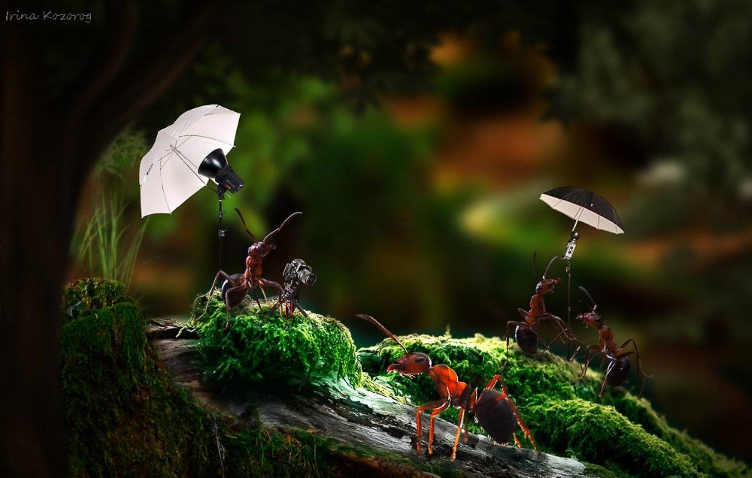 , Ирина Козорог