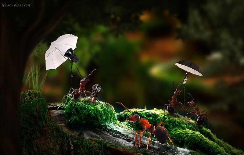 С Днем Фотографа! фото превью