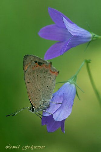 Июльский луговой сюжет