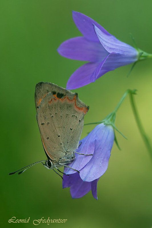 Июльский луговой сюжет фото превью