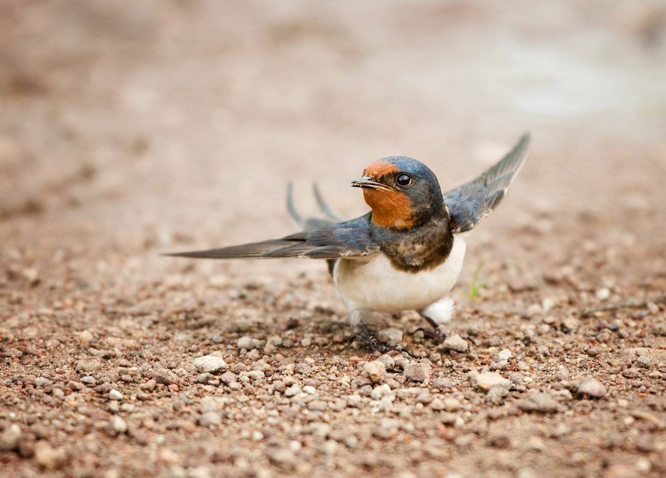 , Юрий Кулаков