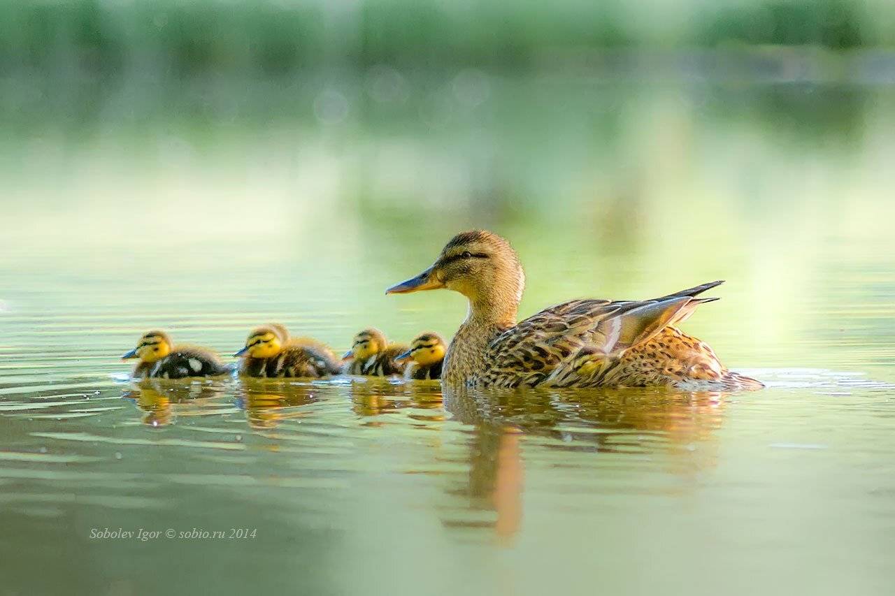 , Соболев Игорь