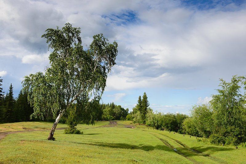 береза, якутия Берёза фото превью