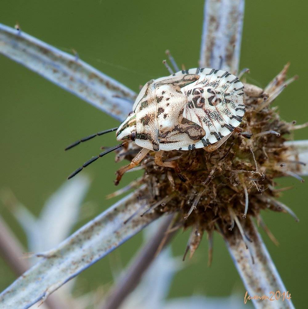 , Игорь ФУММ