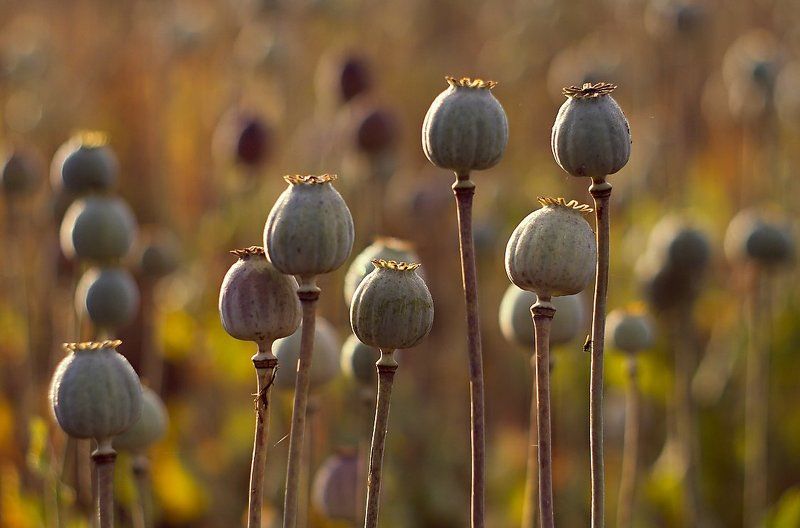 Poppyhead фото превью