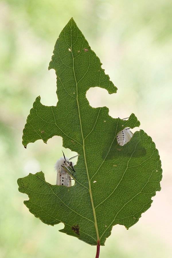 , Сергей Таланов