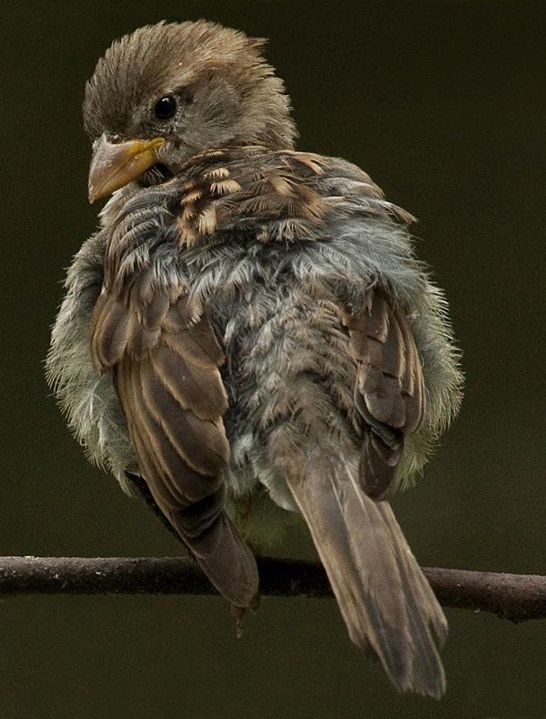 little sparrow фото превью