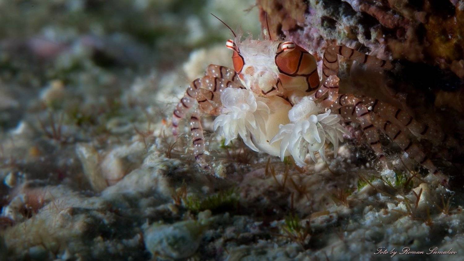 , Роман Шмаков