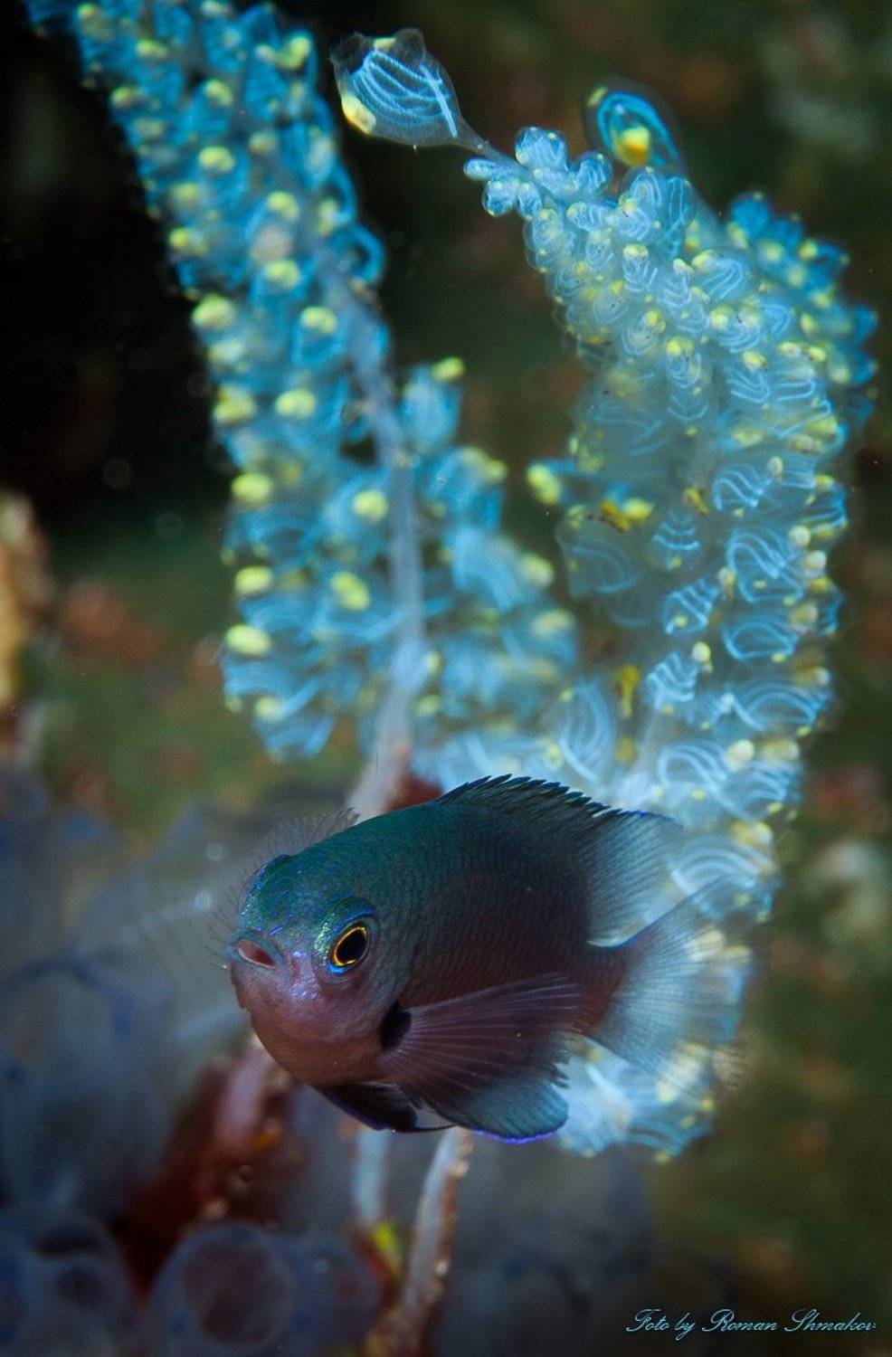 , Роман Шмаков