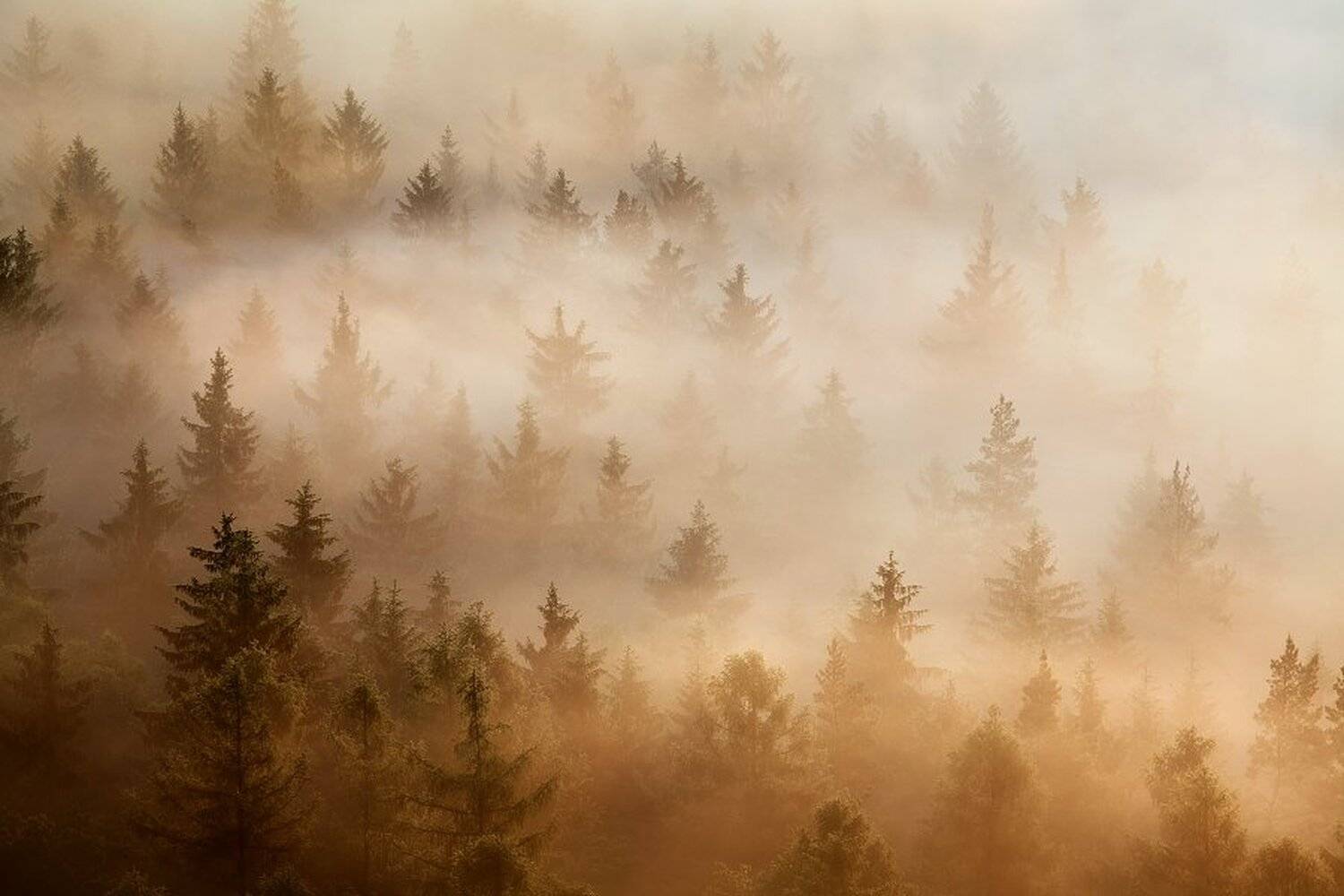 Elbe, Elbsandstein, Elbsandsteingebirge, Fog, Forest, Germany, Mist, Morning, Morning light, Saxon Switzerland, Saxony, Trees, Daniel Řeřicha