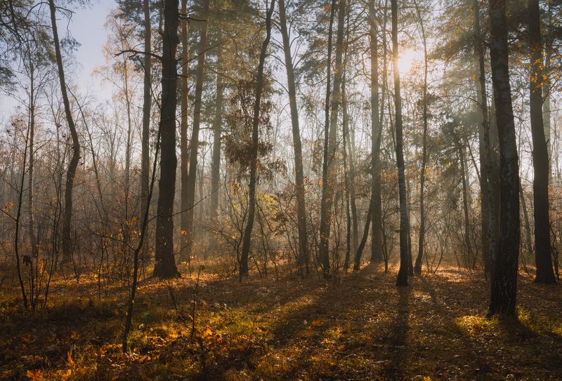 лес осень октябрь туман свет лучи рассвет Когда осень нам благоволит фото превью