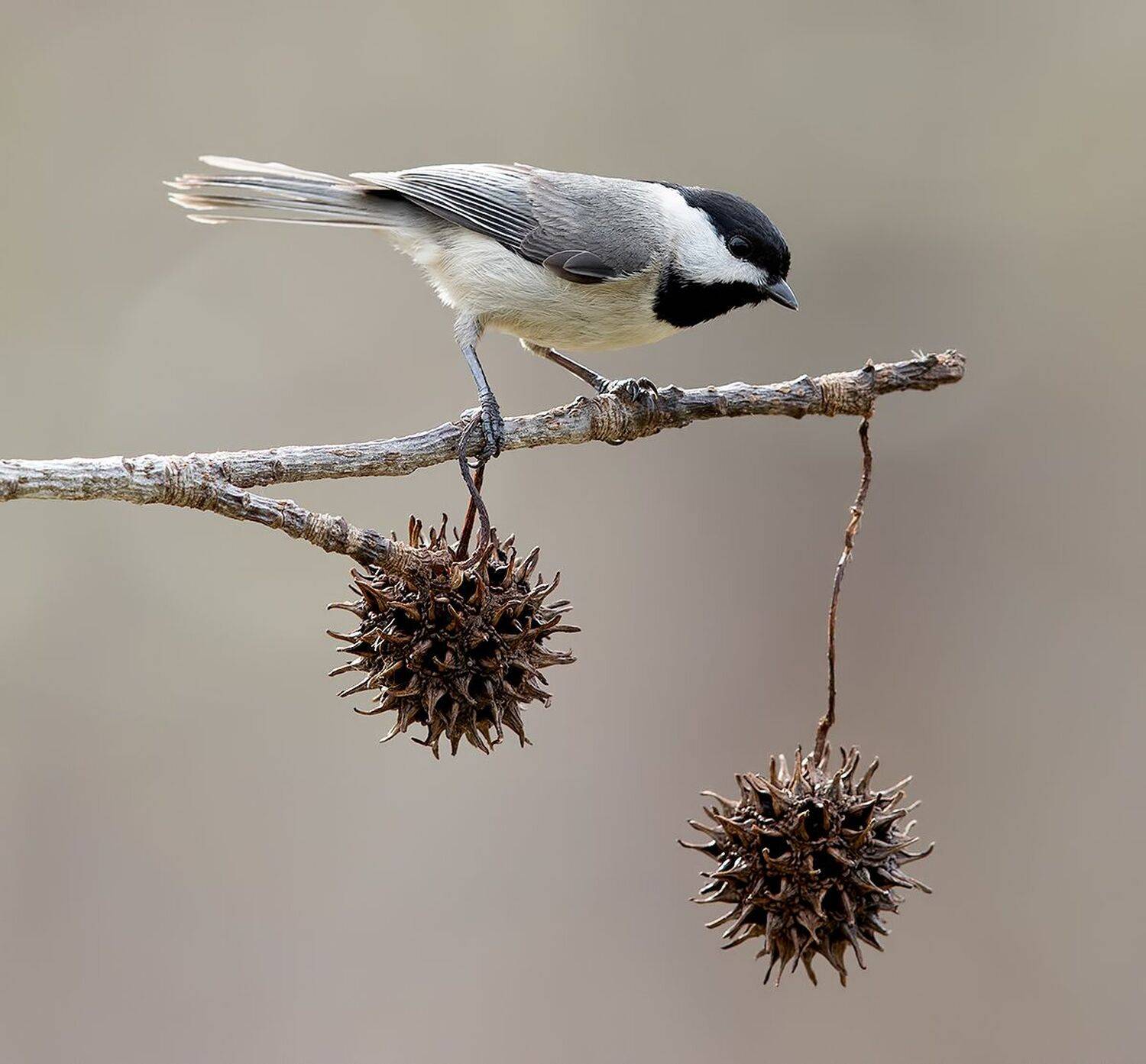 черношапочная гаичка, black-capped chickadee, гаичка, зима, chickadee, синичка, Etkind Elizabeth