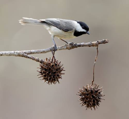Carolina Chickadee - Каролинская гаичка