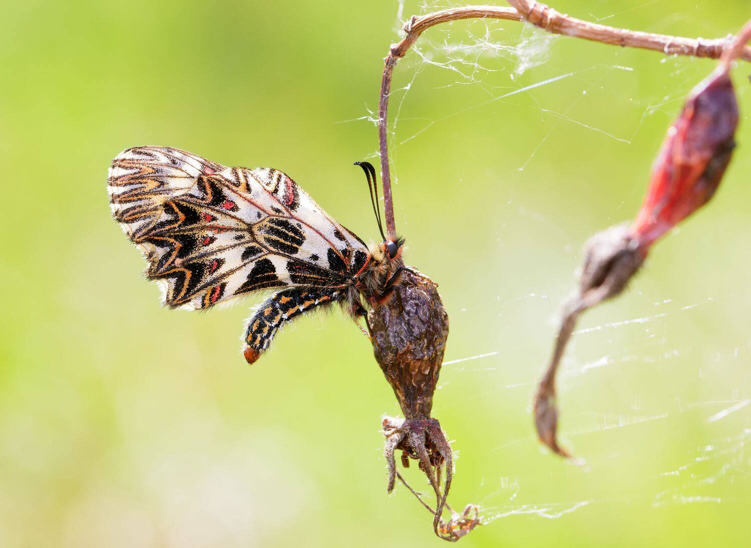 поликсена, zerynthia polyxena, парусники, papilionidae, бабочка, Павел Черенков