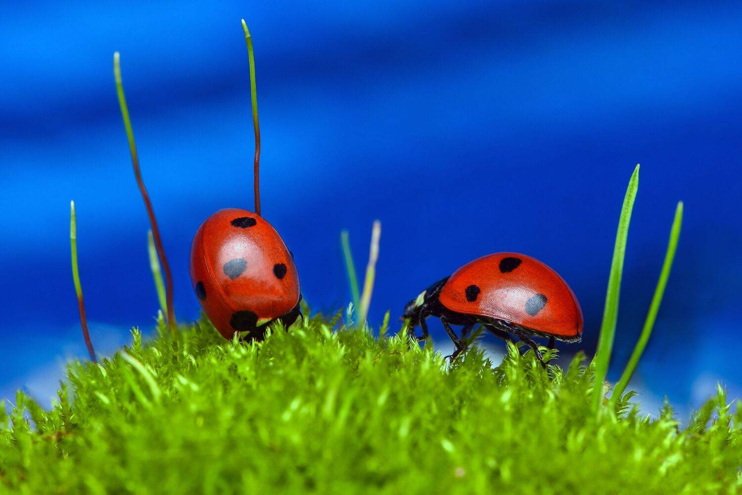 ceclii, macro, Tsvetan Ganev