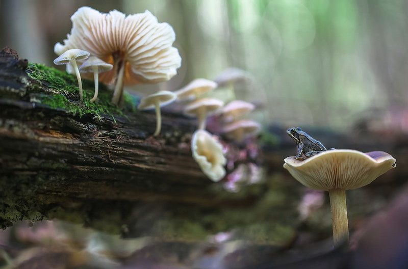 *** фото превью