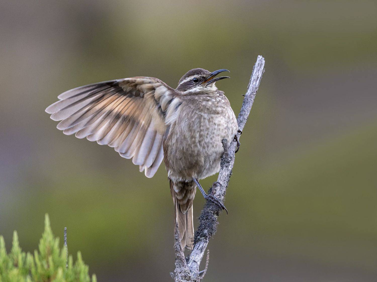 , Fernando Burgalin Sequeira