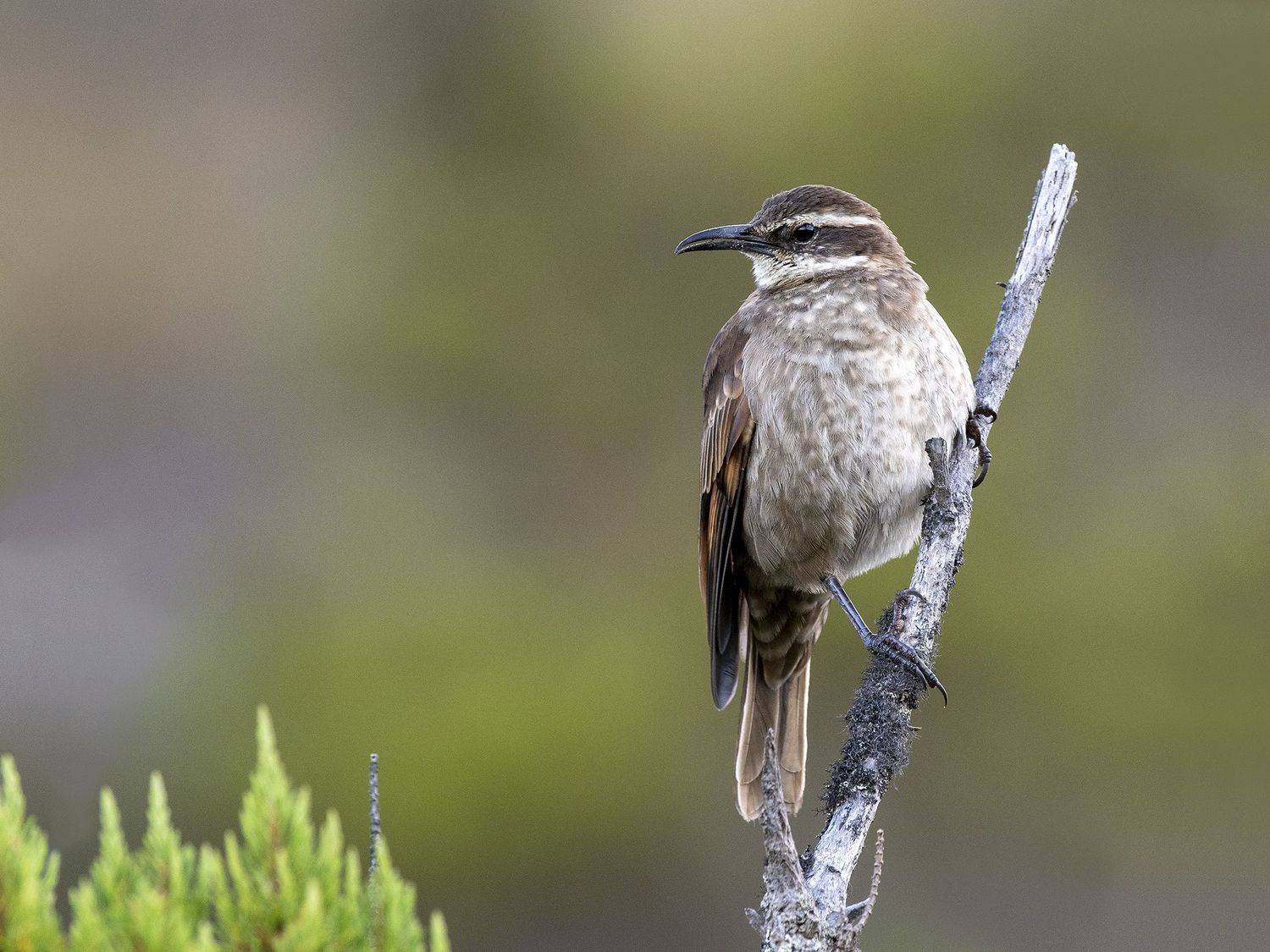 , Fernando Burgalin Sequeira