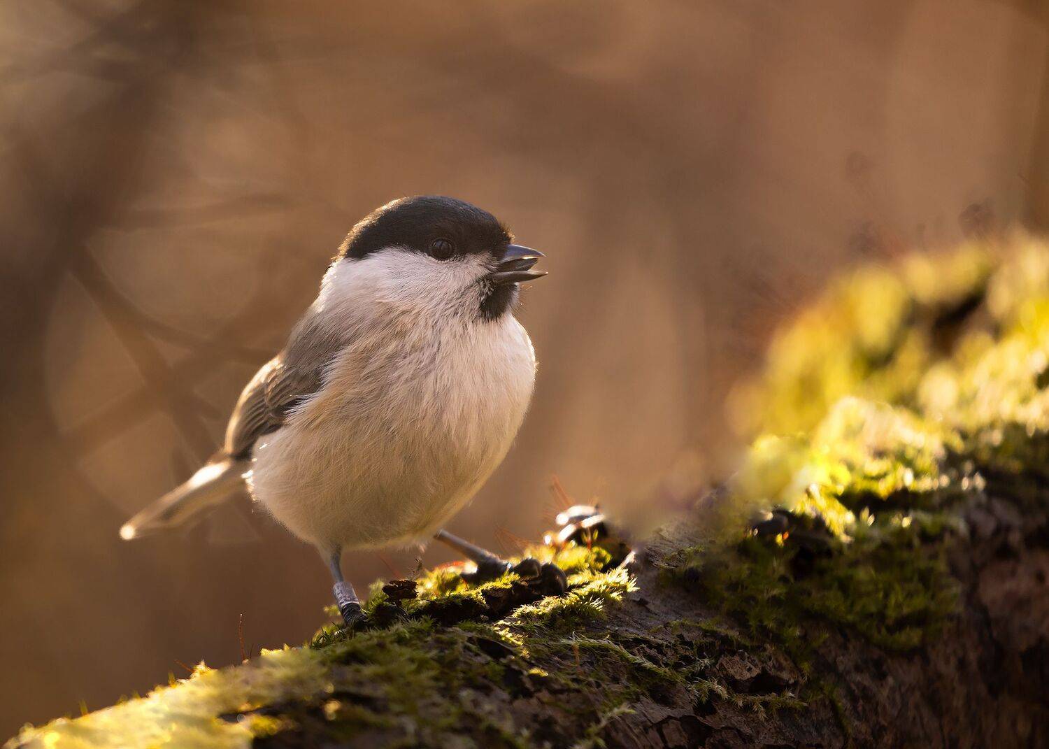 Titmouse. Автор: Robert Adamec , Robert Adamec