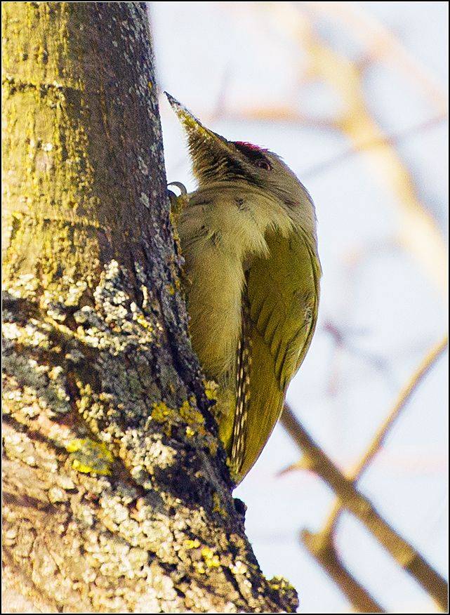 москва, зима, парк, АНАТОЛИЙ ДОВЫДЕНКО