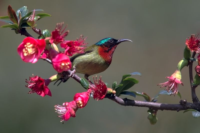 叉尾太阳鸟（学名：Aethopyga latouchii） фото превью