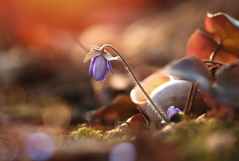 Spring фото превью