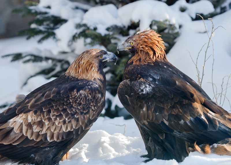 беркуты Беркуты фото превью