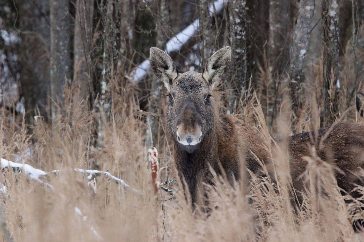 111, Пашкевич Василий