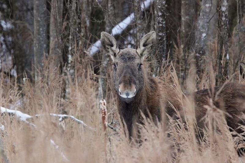 111 111 фото превью