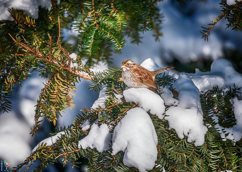 White-throated sparrow фото превью