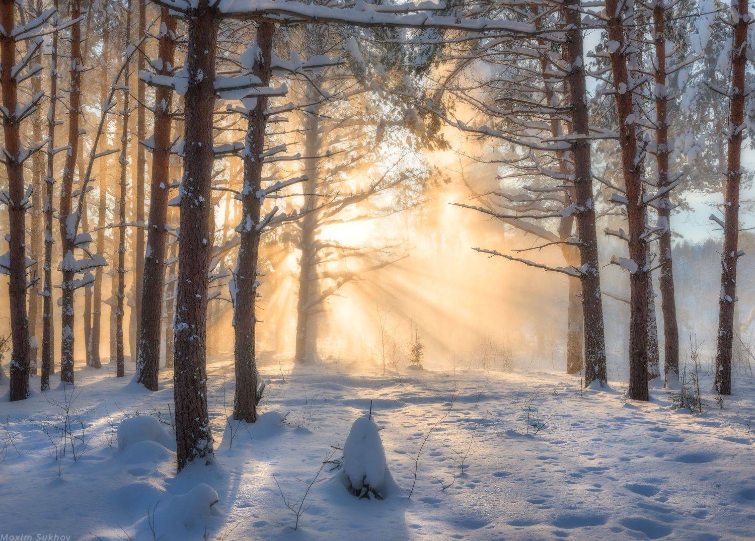 снег, зима, сосны, снегопад, солнце, лучи, ели, закат, лес, чаща, бор, сугробы, Максим Сухов