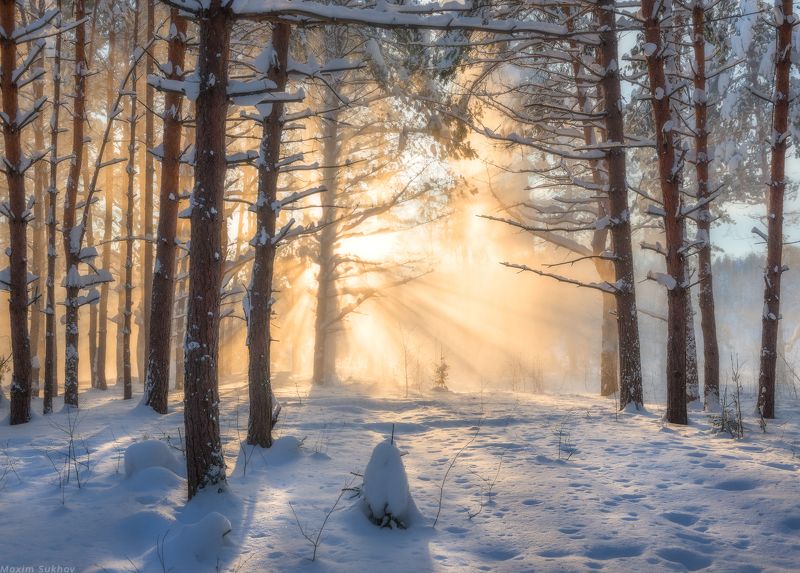 снег, зима, сосны, снегопад, солнце, лучи, ели, закат, лес, чаща, бор, сугробы Сосны сбрасывают шубы фото превью